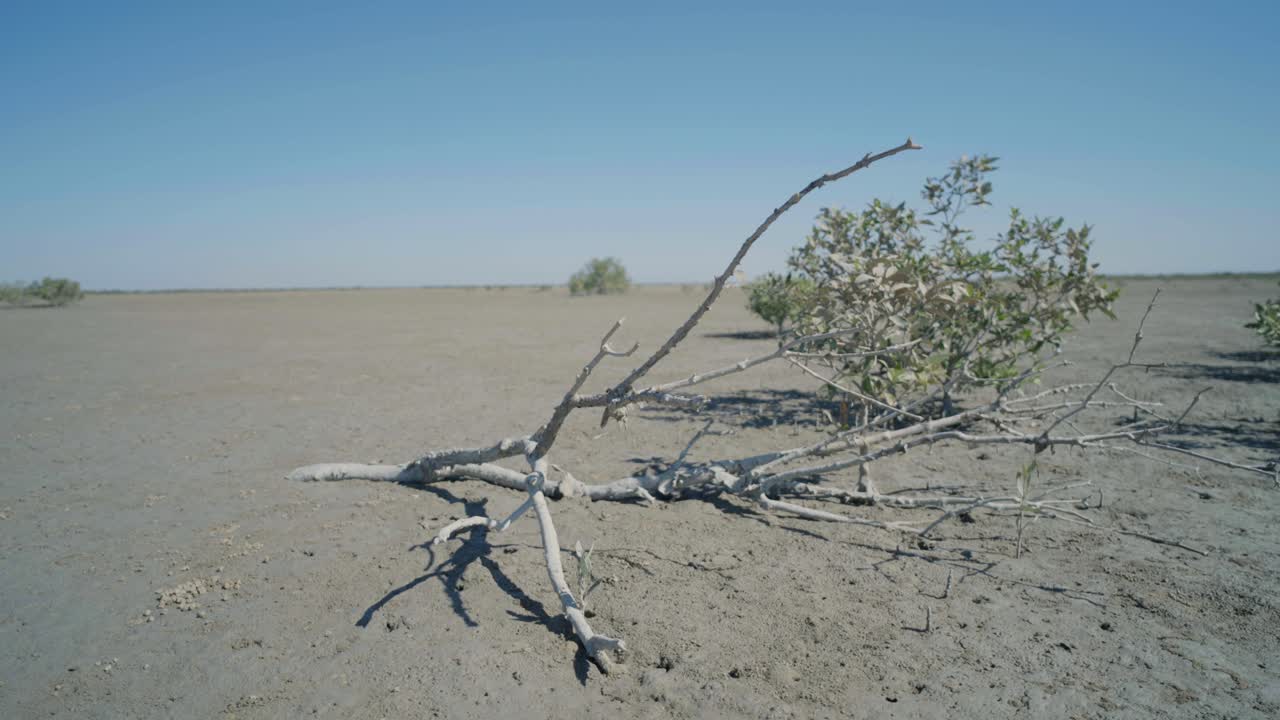 dry mangrove branch on arid plain in Balochistan coastal ecosystem