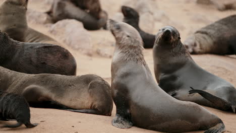 group of seals on a sandy beach