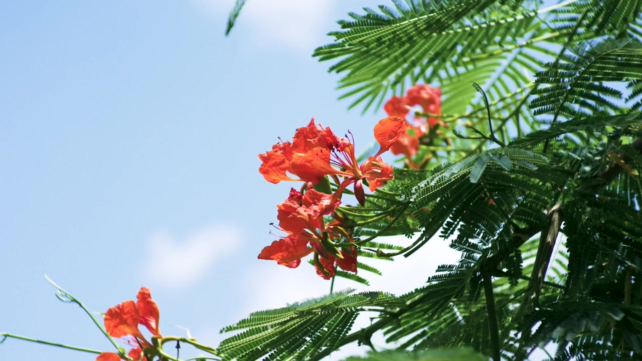 Cây phượng vĩ trong gió nhẹ