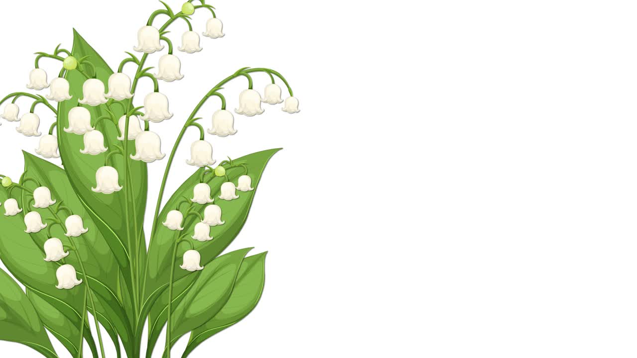 Animation von wachsenden Maiglöckchen mit sanften Übergängen und lebendigen Farben auf weißem Hintergrund
