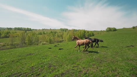 graciosos animales de pareja galopando a lo largo de un prado verde