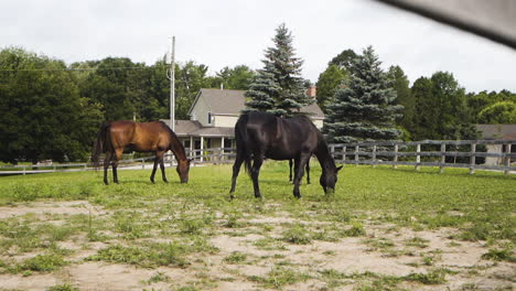 two horses eating grass on a pasture near a farm house