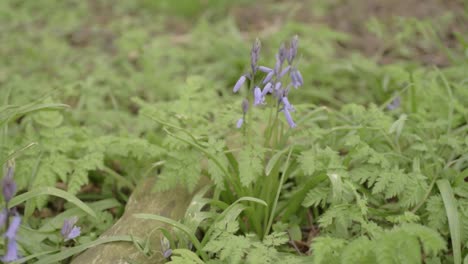 bluebell flowers growing in woodland