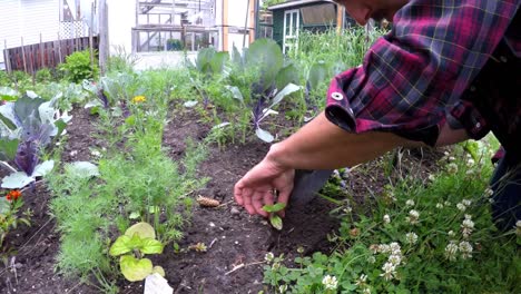 hombre haciendo jardinería en el patio trasero 4k