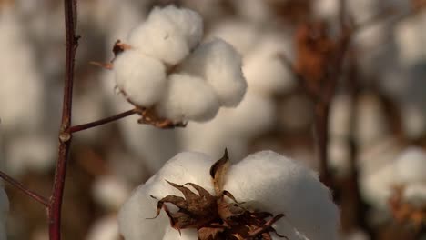 closeup of cotton on cotton plant during the day outdoors