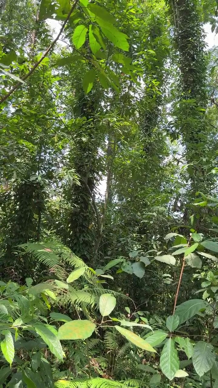 Rigogliosa Canopia della Foresta Pluviale Tropicale e Vegetazione Densa