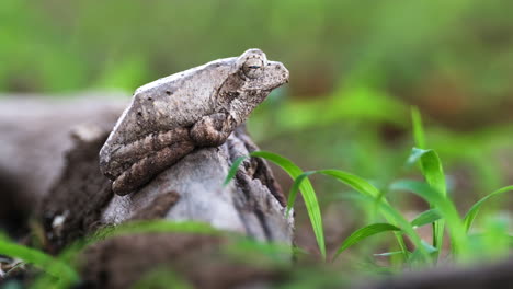 Sitting-Southern-Foam-nest-Tree-Frog-On-A-Windy-Nature