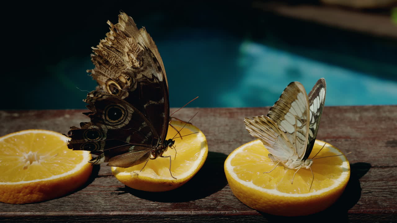 Butterflies on Oranges
