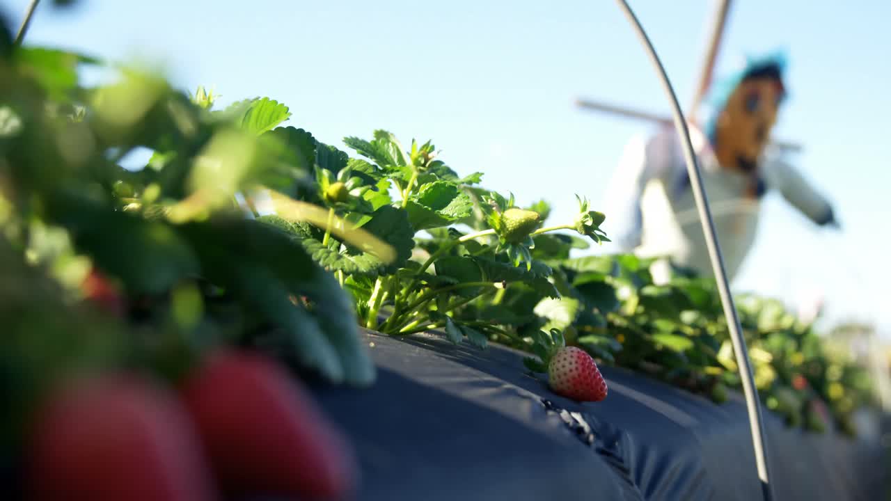 Strawberries with scarecrow in strawberry farm 4k