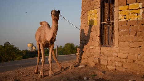indyjski wielbłąd przywiązany do drzwi za pomocą liny w pobliżu słynnego miejsca turystycznego w jaisalmerze