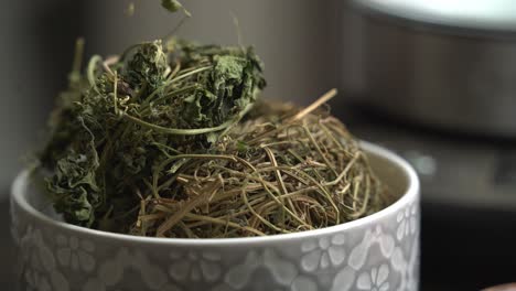 Close-up-shot-of-kerala-leaves-bitter-melon-plant-with-kerala-hanging-from-vines-used-to-make-herbal-healthy-tea-good-for-weight-loss