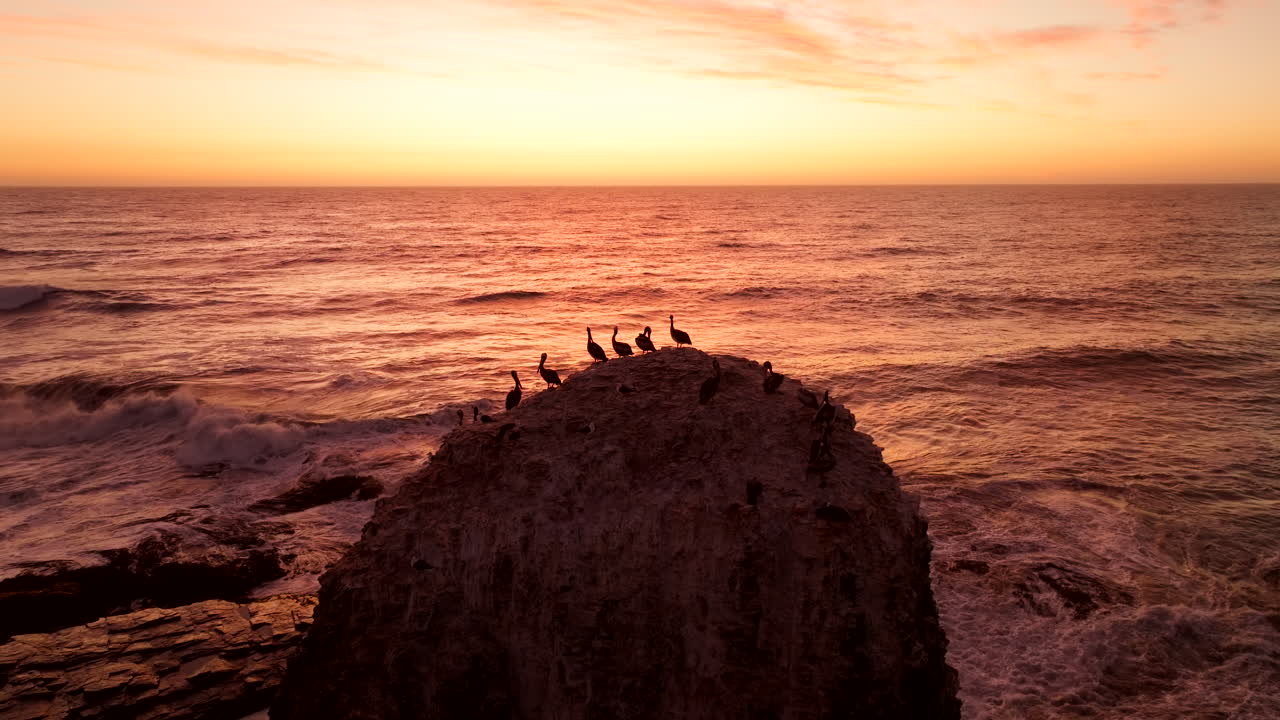 Wildlife Silhouettes, Coastal Birdlife, Nesting Habitat, Sunset Aerial