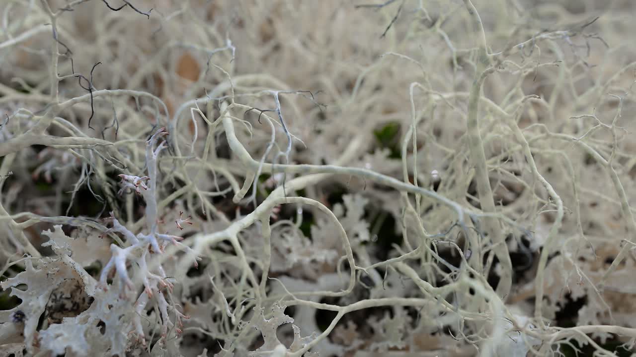 북극 드라, 아름다운 자연, 노르웨이 자연 풍경