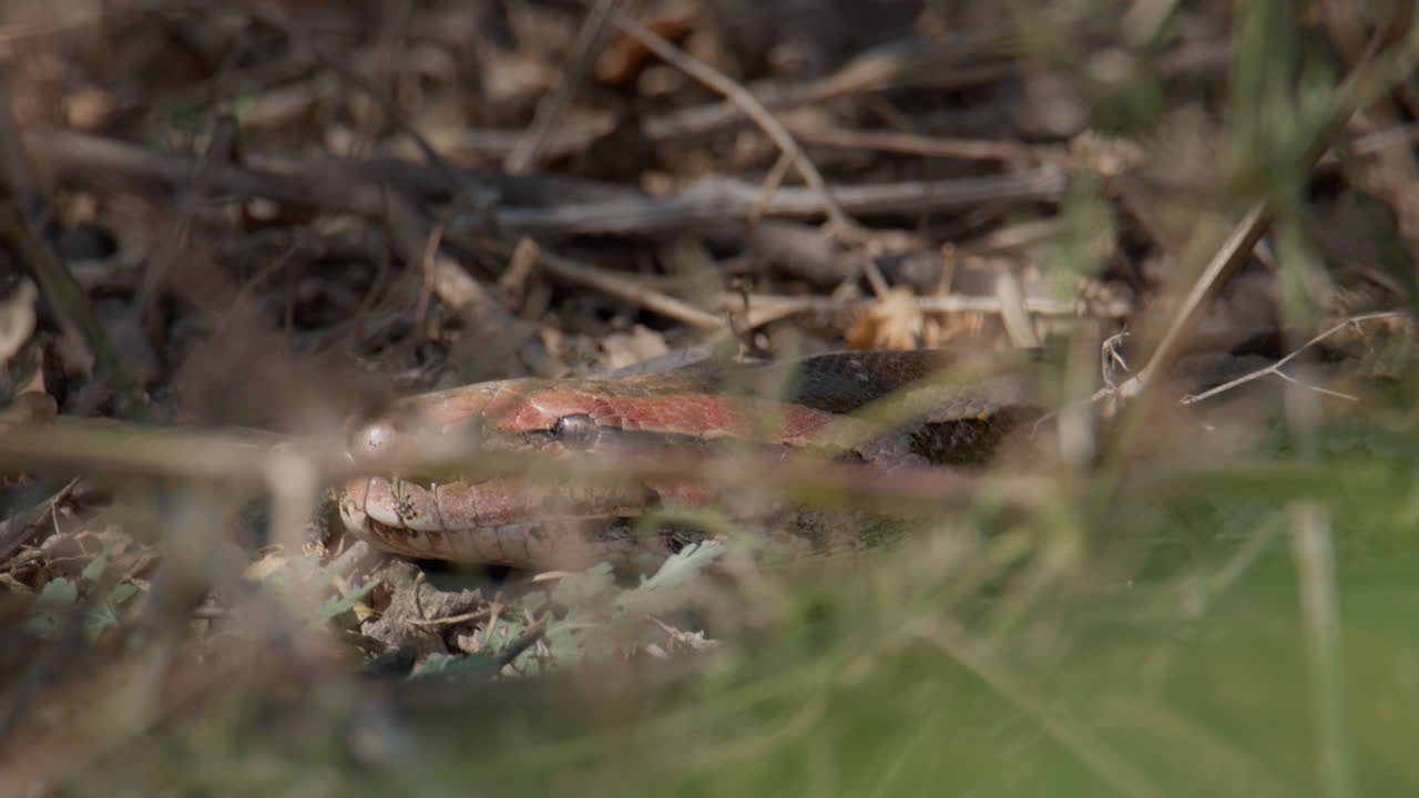 Indian Rock Python lying among dry vegetation and fallen leaves in natural woodland habitat