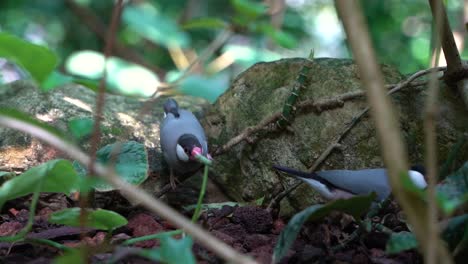 two java sparrows or finches running around in natural setting