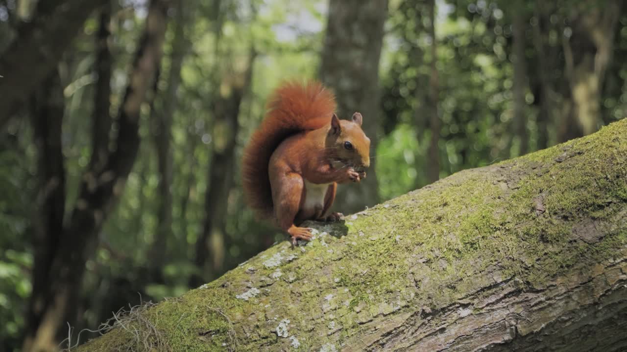 Cute red squirrel on a tree eating nut, animals and nature, nervous