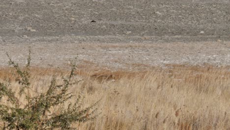 a sly coyote in the desert slinking along in the brush - slow motion