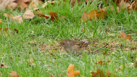 This-sparrow-gets-very-excited-pecking-at-seeds-in-the-grass