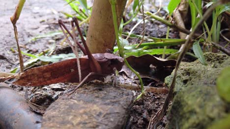 brown grasshopper on the ground mimicking a dead leaf while ants and other insects walks by