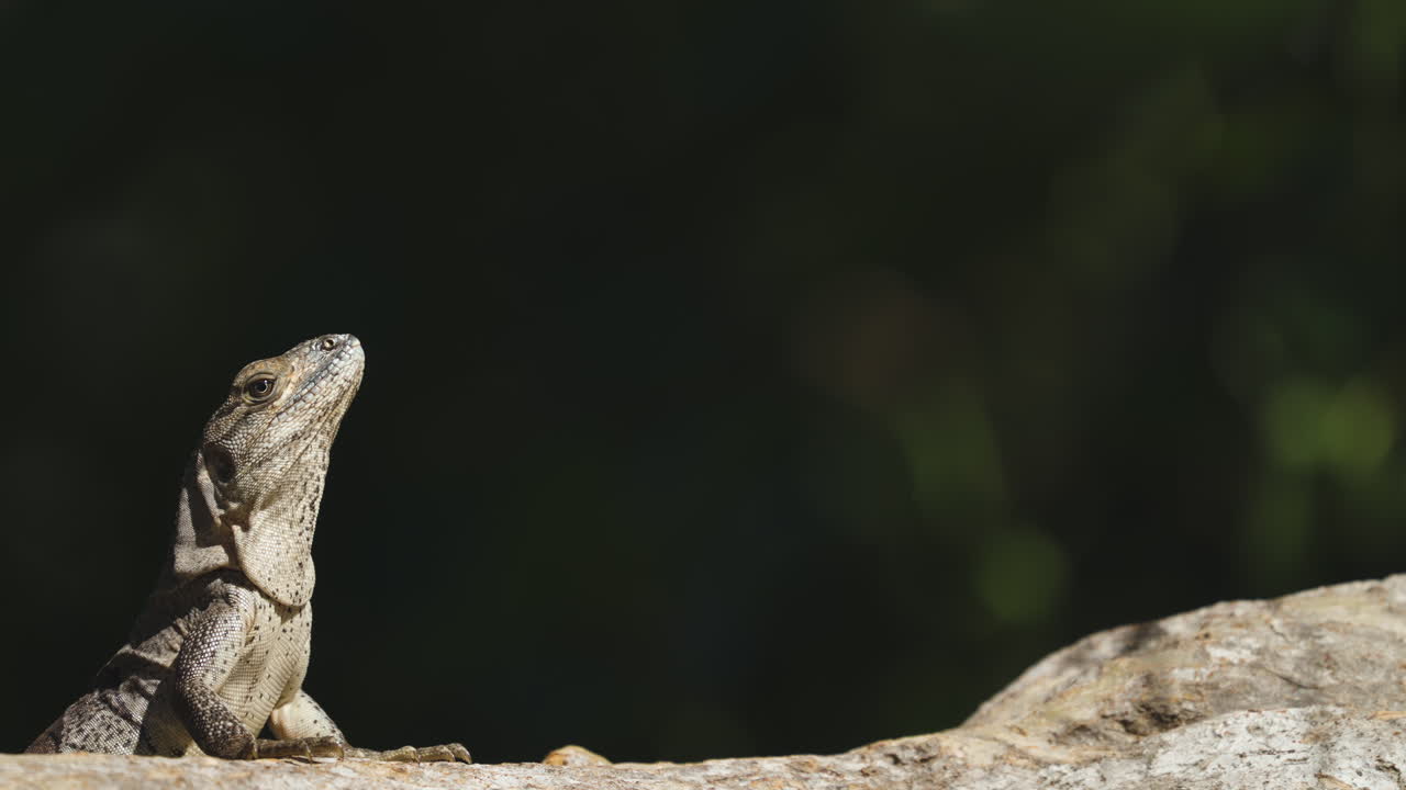 Iguana Sunbathing in Tree Close Up 5