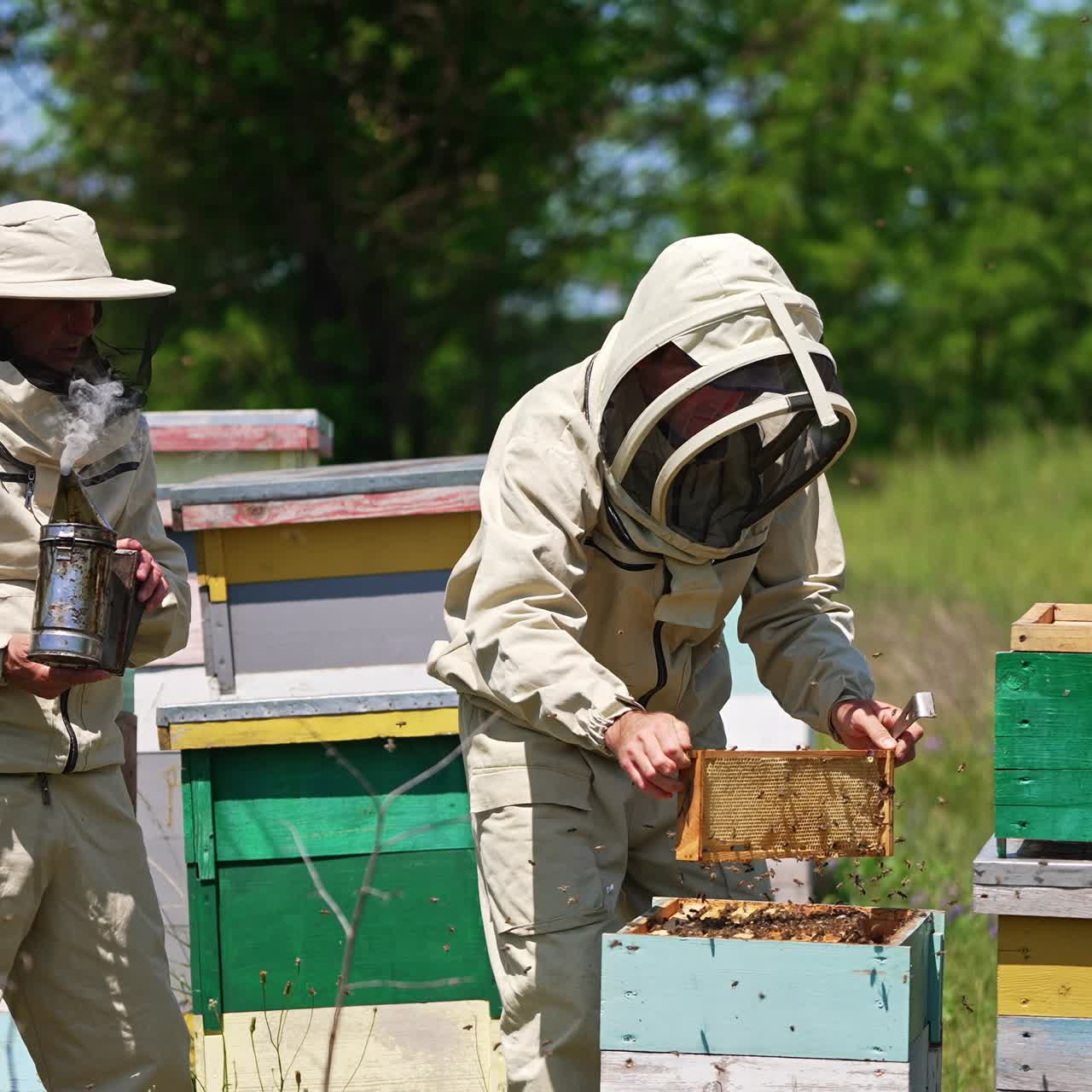 Experienced beekeepers checking the apiary. One man holds a smoker and other one shakes off the bees from a frame. Blurred nature backdrop