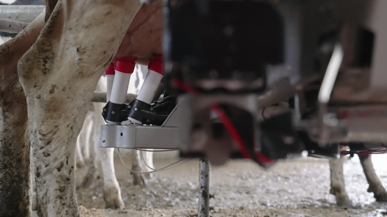 Automatic Milking Machine Pumps Out The Milk Using The Teat Cup Shell