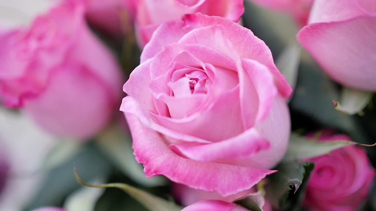 Primer plano de rosas rosas creciendo al aire libre, meciéndose con la brisa, con una toma panorámica.