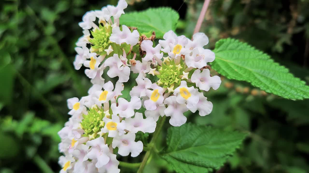 escena de flores blancas muy pequeñas en la vegetación del bosque atlántico con hermosos arbustos verdes brillantes