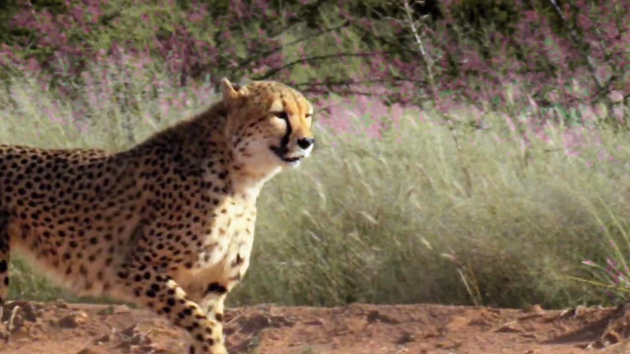 Amazing Slow Motion of Cheetah Incredible Speed Footage