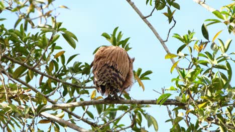 buffy fish owl, ketupa ketupu a fledgling seen from its back perched on a branch and then turns its head to the right to look over its shoulder in khao yai national park, thailand