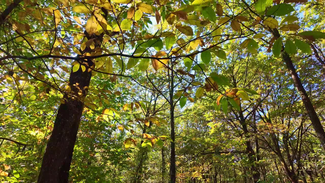 Sun shines through canopy of autumn trees with green and yellow leaves. First-person walking, looking up