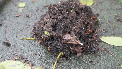 After-the-typhoon-mangosteen-in-HK,-the-ant-nest-fell-on-the-ground-from-a-tree