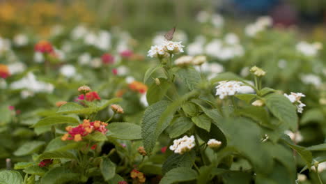 bunte blumen im freien