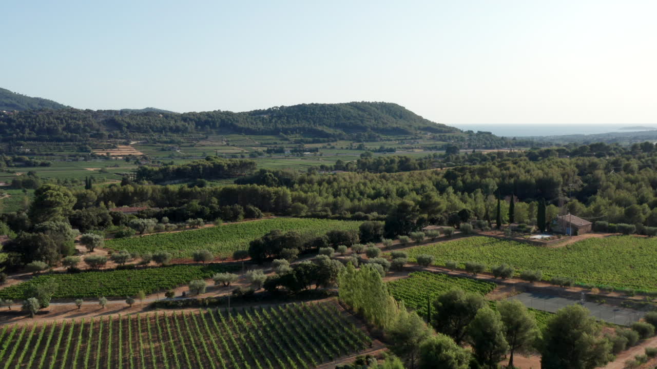 Riprese aeree con drone di vigneti in Provenza, Francia