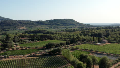 imágenes aéreas de drones de viñedos en provence, francia