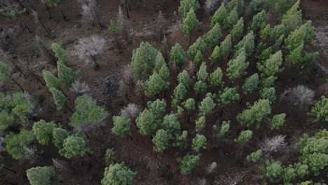 Vista-Aérea-Del-Bosque-En-Israel,-Katzir-Al-Amanecer