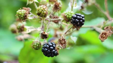 primer plano de las moras madurando en el museo de st fagans