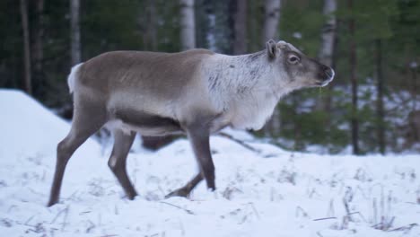 瑞典拉普蘭 (lapland) 的年輕鹿群沿著雪地景觀追蹤群體 - - 追蹤近距離拍攝