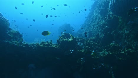 USAT-Liberty-Shipwreck-at-Tulamben-Bali,-underwater-super-slow-mo