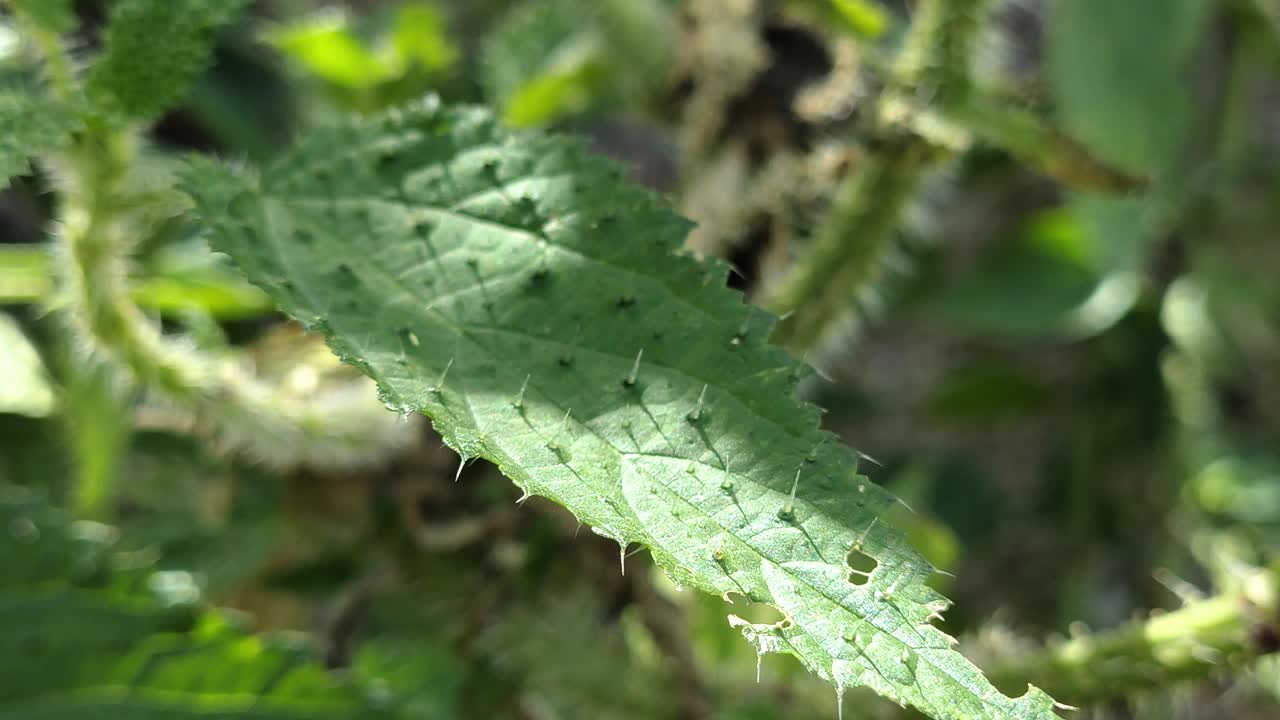 Close-up of Himalayan Stinging Nettle (Urtica dioica), a wild plant known for causing skin irritation and itching upon contact. Found in the high-altitude forests of Uttarakhand, India.