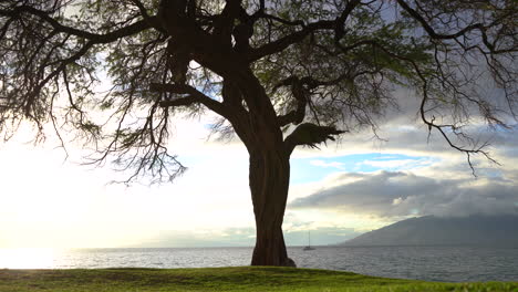 4k, vista del paisaje de un viejo árbol parado frente al lado del océano