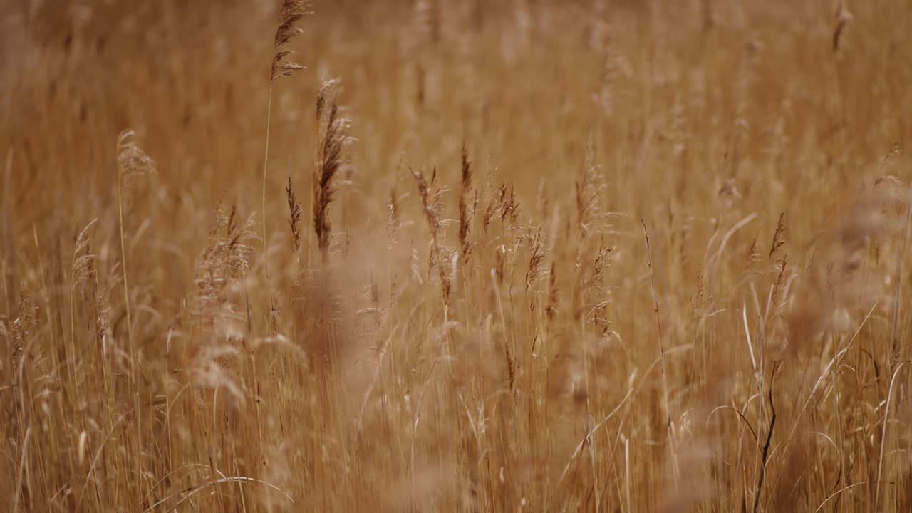 Golden Autumn Grass Field