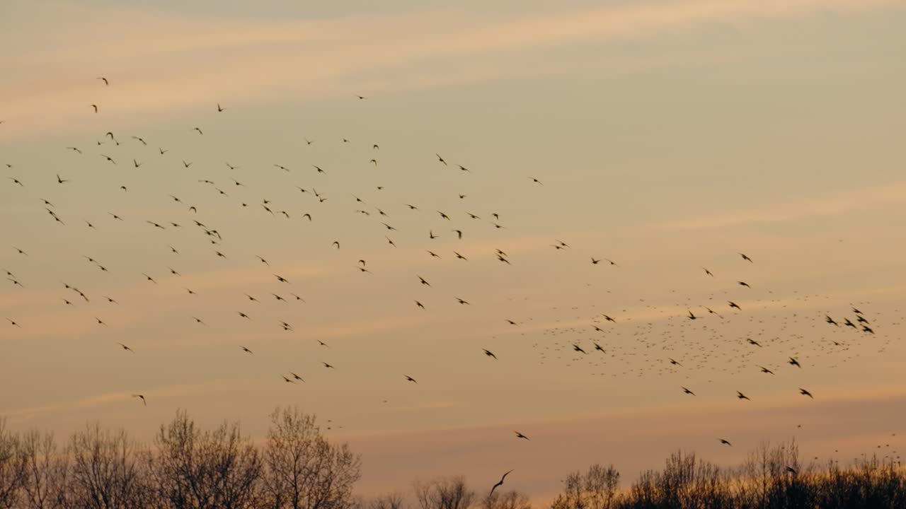 Group of birds flying in slow motion