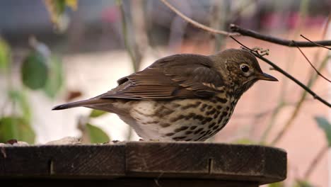 thrush sits on a feeding board in a garden, close up