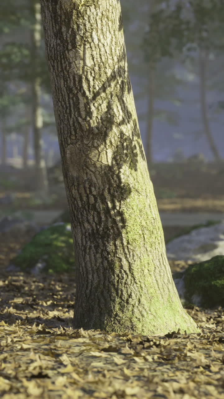 Natural forest landscape with trees and rocks under soft sunlight