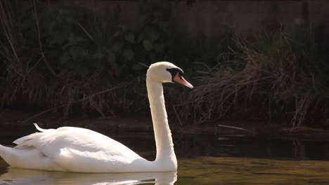 Schwan,-Der-An-Einem-Sonnigen-Tag-Allein-In-Einem-Kanal-Im-Stadtzentrum-Von-Dublin-In-Irland-Segelt