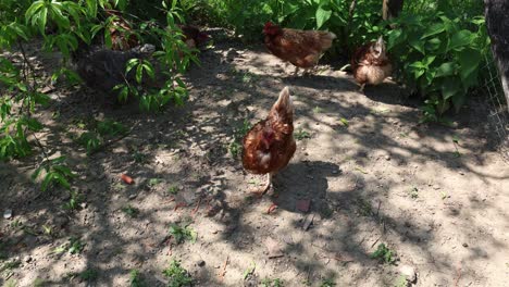 many red chickens on a summer day in the village