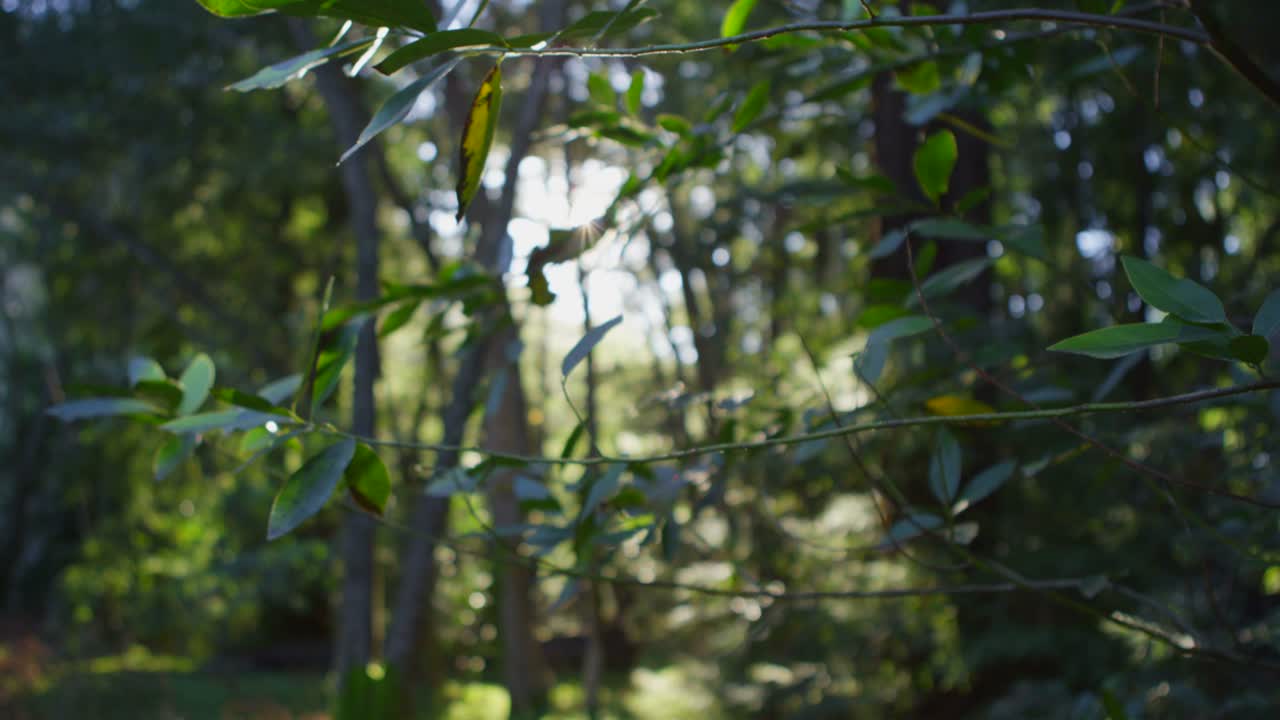 солнце проникает сквозь листья в лесу