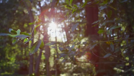 the sun filters through leaves in a forest