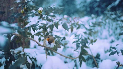 cute fluffy robin bird in the snow cleaning its fur